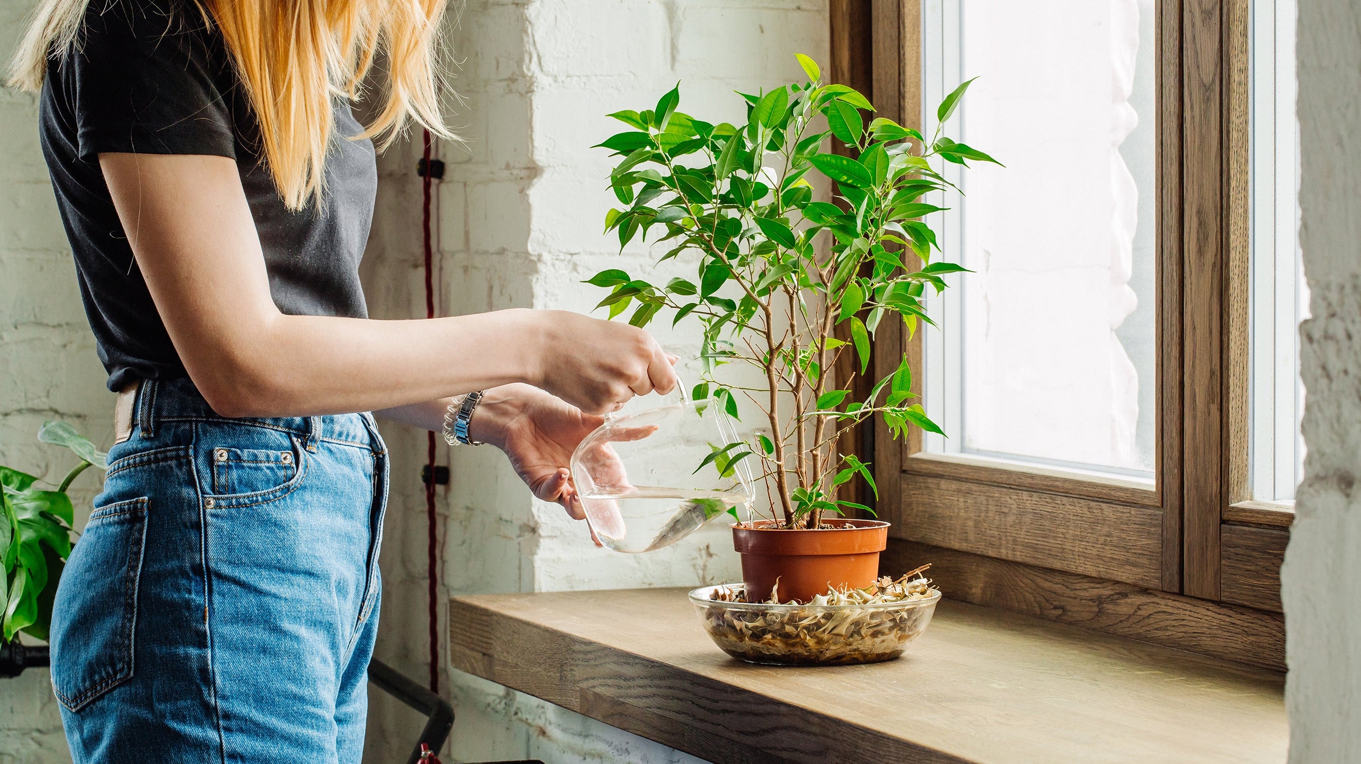 Women taking care of an indoor plant on her windowsill