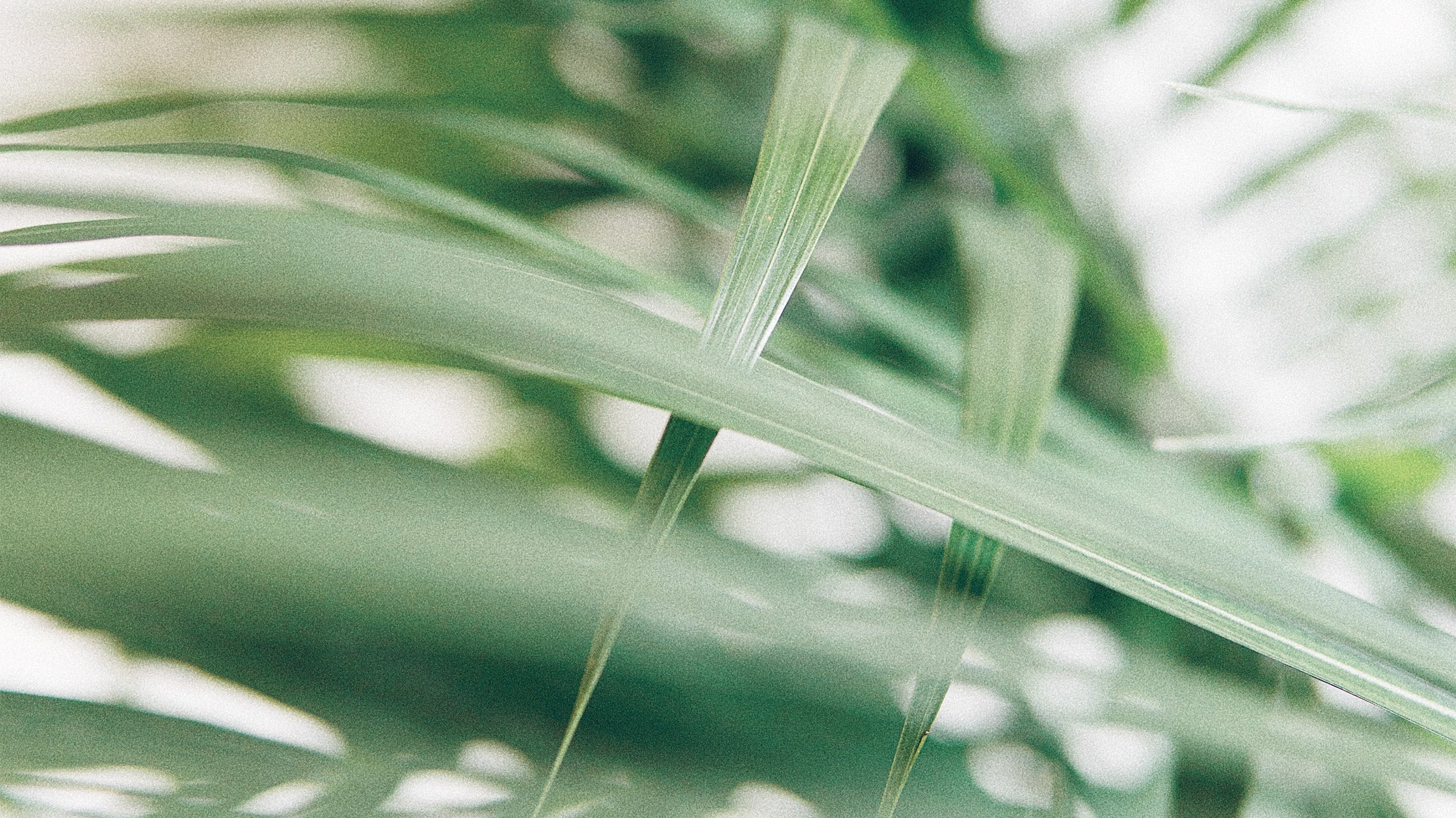 Macro shot of a kentia palm's leaves
