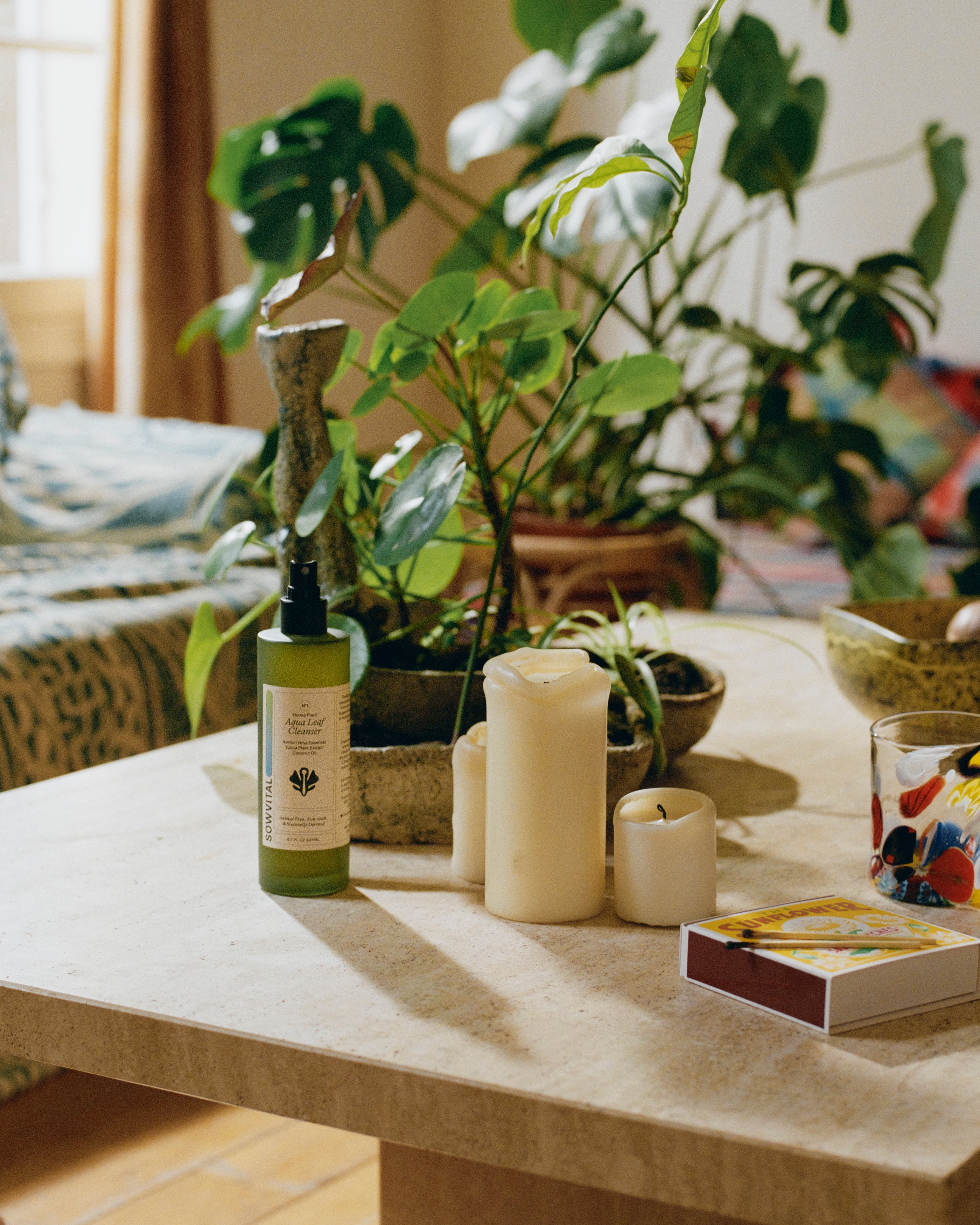 Indoor plant leaf cleaner bottle featured on a wooden table in an artsy living room