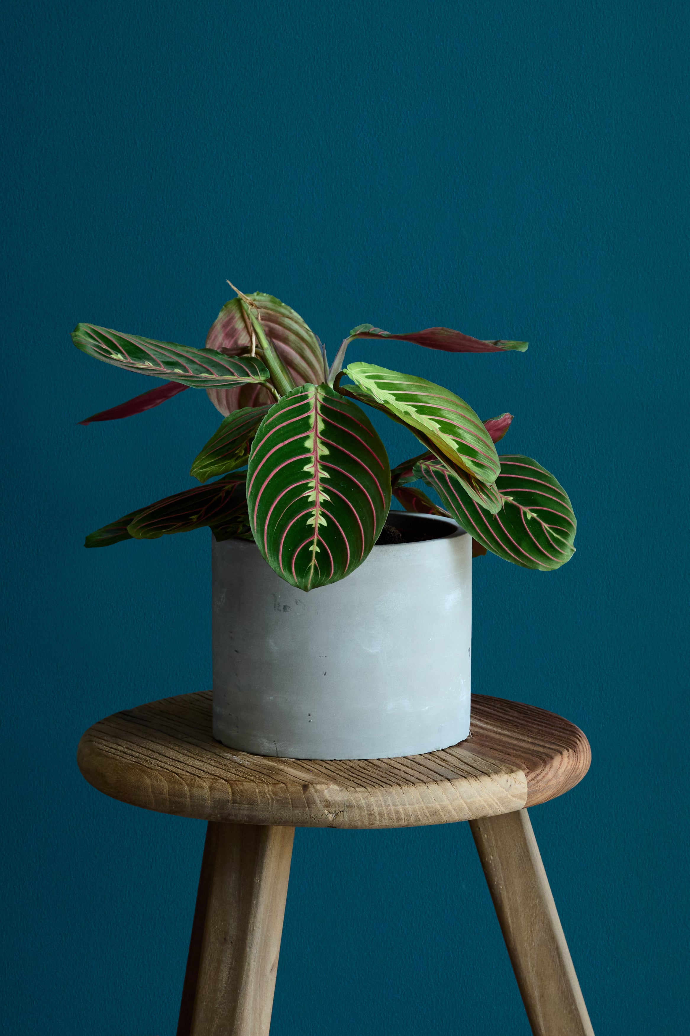 Maranta prayer plant in grey cement pot on wooden stool
