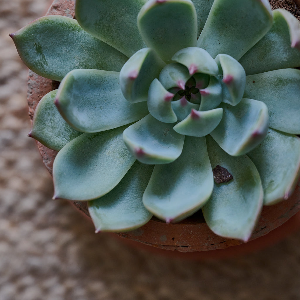 Macro shot of a succulent's leaves in an indoor space
