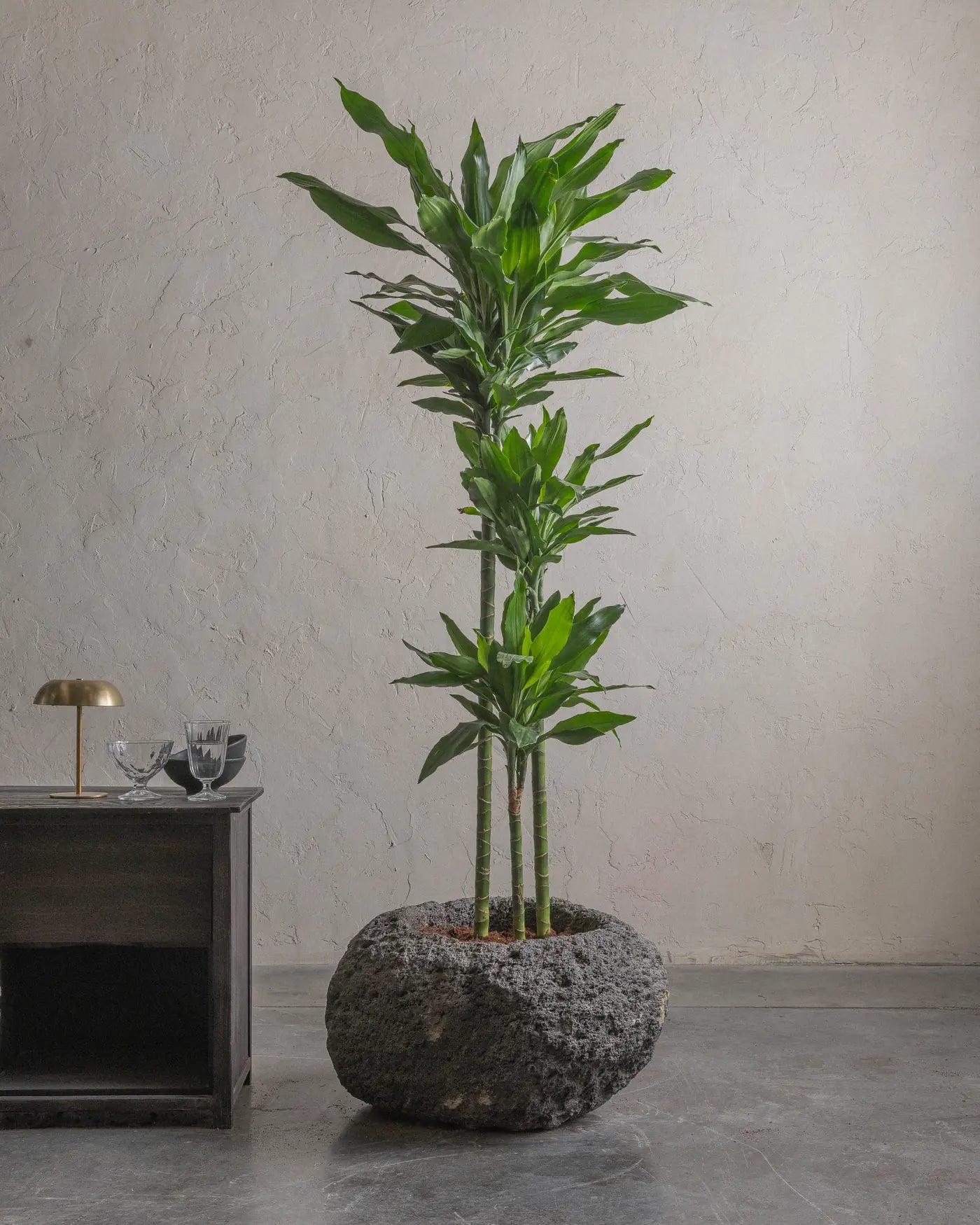 Andesite-08-Planter-Plant-Plntd-Lifestyle