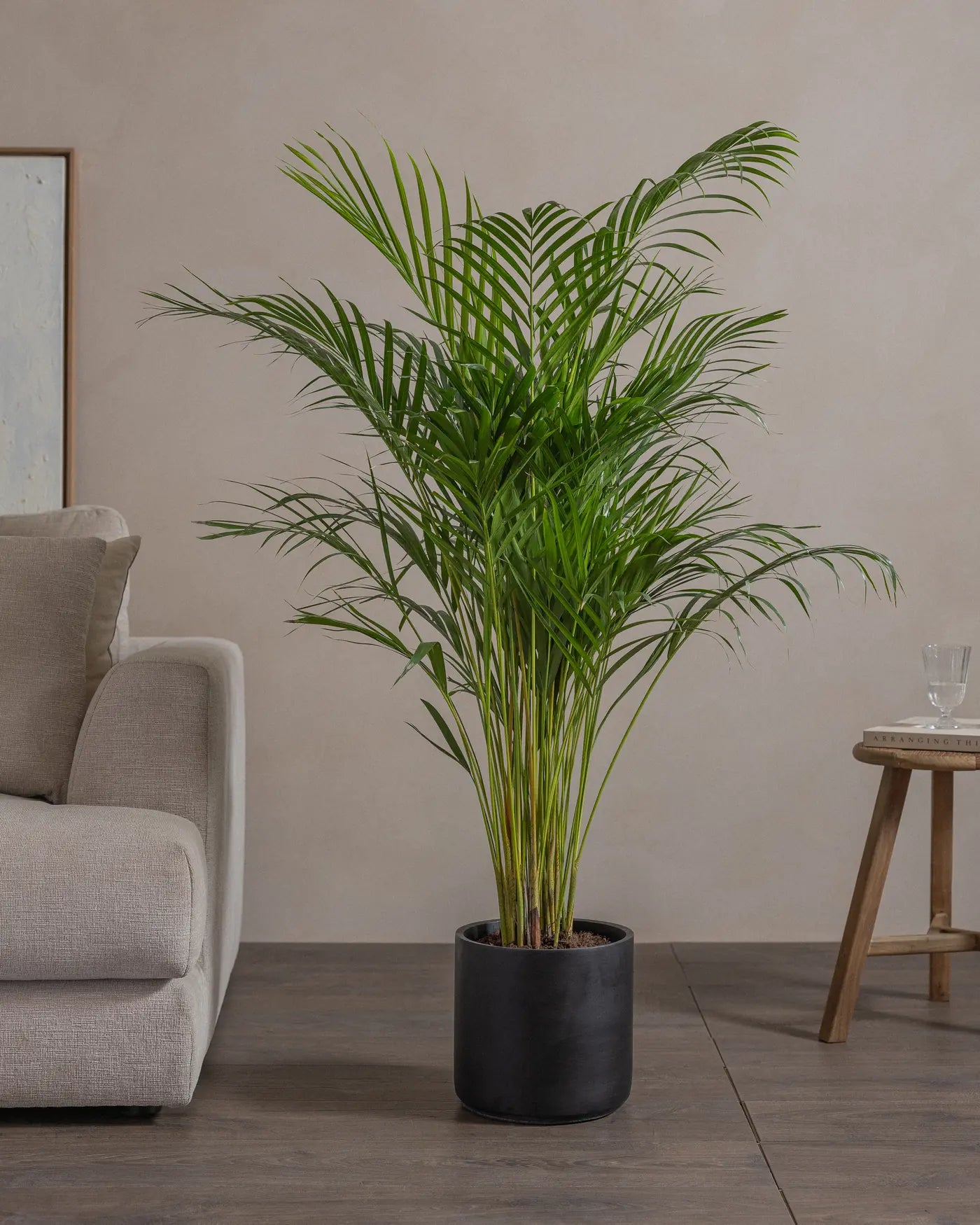 Areca-Palm-120cm-Circle-Charcoal-Black-Plntd-44