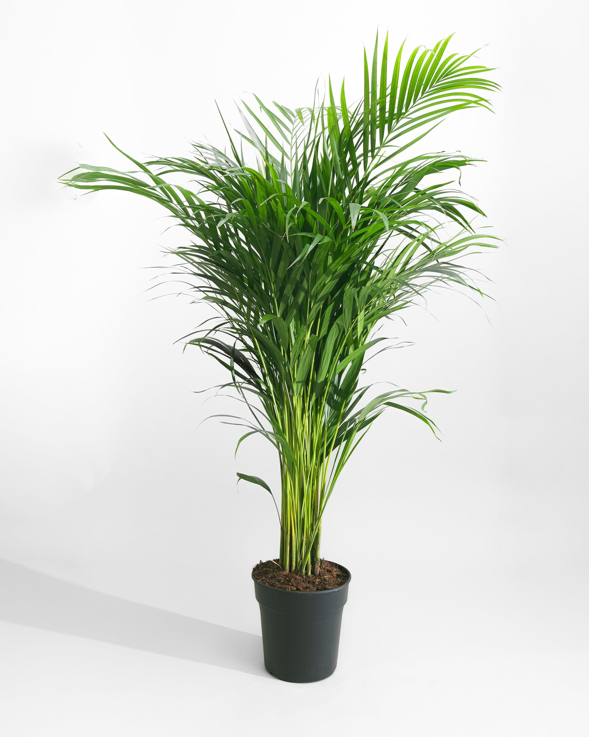 Areca-Palm-120cm-Nursery-Pot-Nursery-Pot-Plntd-Seamless-41