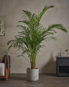 Areca-Palm-170cm-Circle-Cement-Grey-Plntd-Lifestyle-48_21ca6211