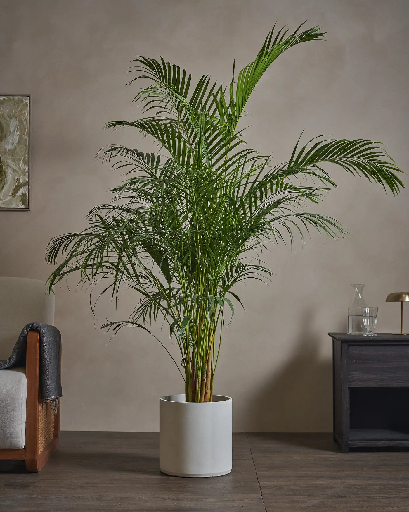 Areca-Palm-170cm-Circle-Chalk-White-Plntd-Lifestyle-46