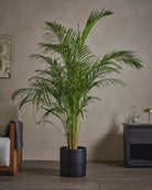 Areca-Palm-170cm-Circle-Charcoal-Black-Plntd-Lifestyle-51