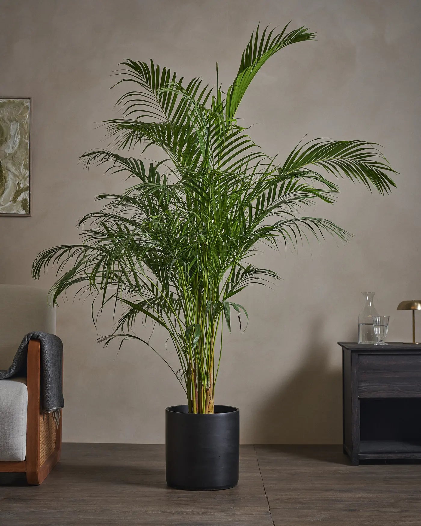 Areca-Palm-170cm-Circle-Charcoal-Black-Plntd-Lifestyle-51