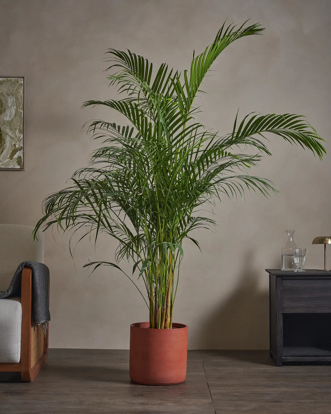 Areca-Palm-170cm-Circle-Corvan-Red-Plntd-Lifestyle-49