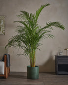 Areca-Palm-170cm-Circle-Olive-Green-Plntd-Lifestyle-50_13fea674