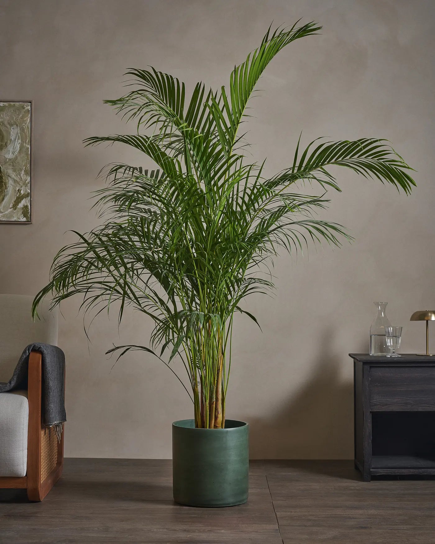 Areca-Palm-170cm-Circle-Olive-Green-Plntd-Lifestyle-50_13fea674