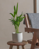 Areca-Palm-50cm-Circle-Chalk-White-Plntd-Lifestyle