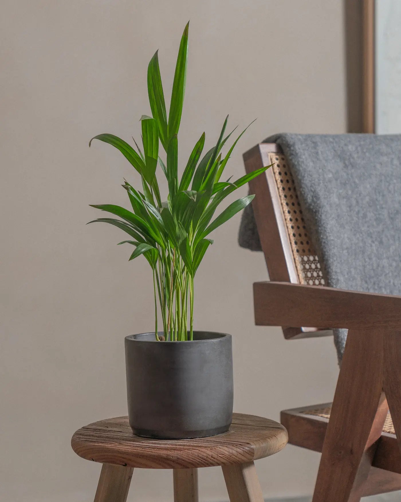 Areca-Palm-50cm-Circle-Charcoal-Black-Plntd-Lifestyle-8