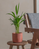 Areca-Palm-50cm-Circle-Corvan-Red-Plntd-Lifestyle-6