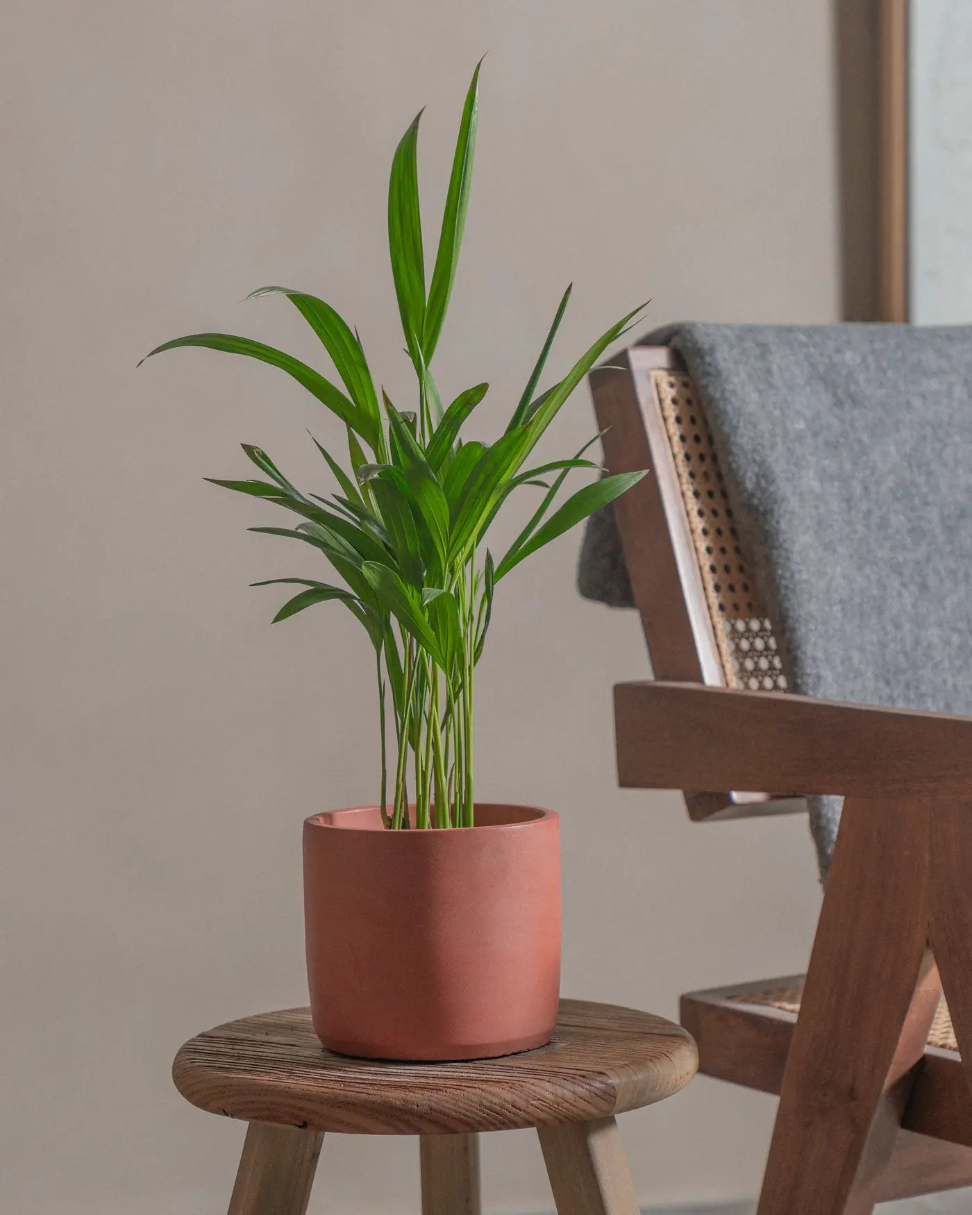 Areca-Palm-50cm-Circle-Corvan-Red-Plntd-Lifestyle-6