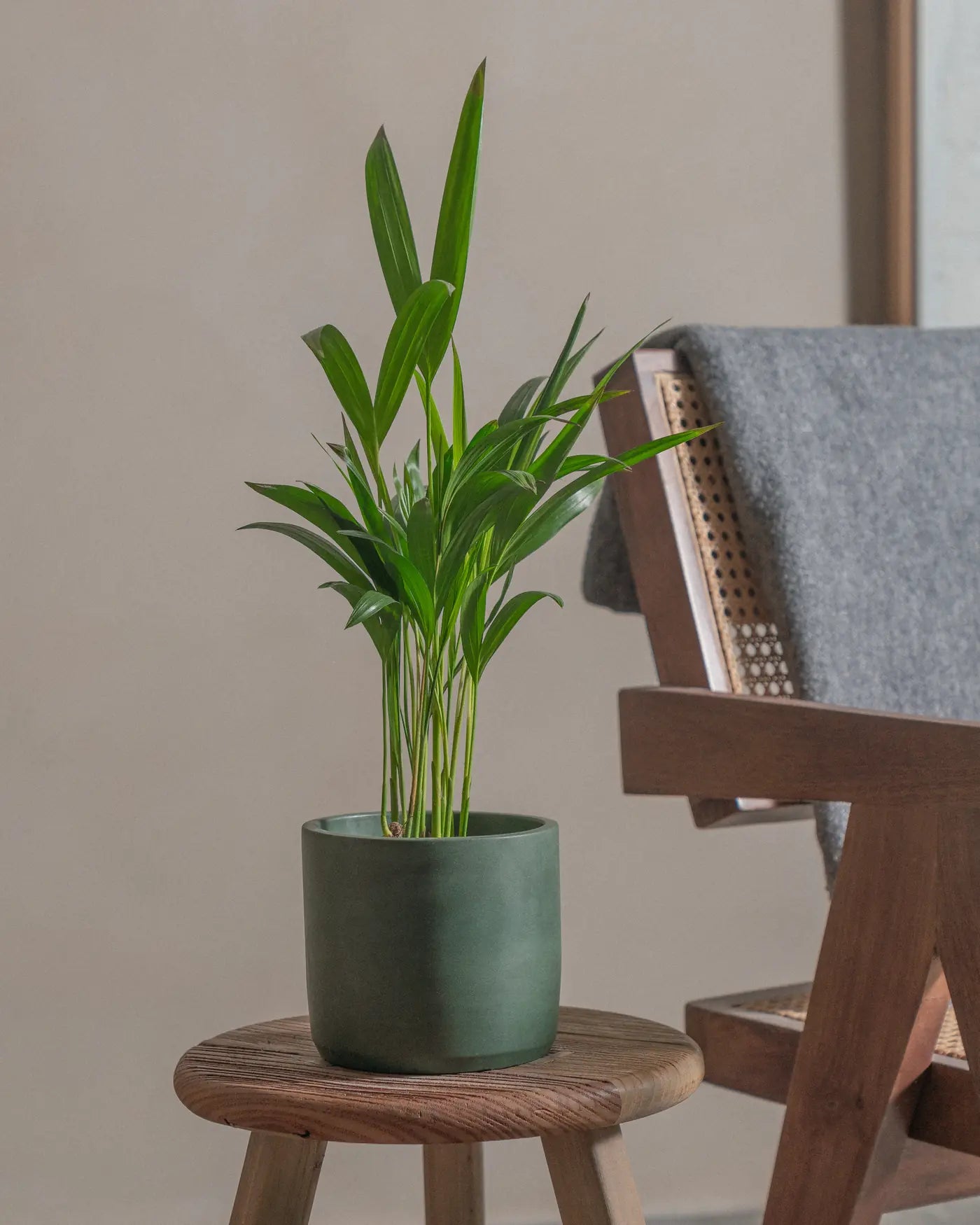 Areca-Palm-50cm-Circle-Olive-Green-Plntd-Lifestyle-7