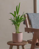 Areca-Palm-50cm-Circle-Rose-Pink-Plntd-Lifestyle-4