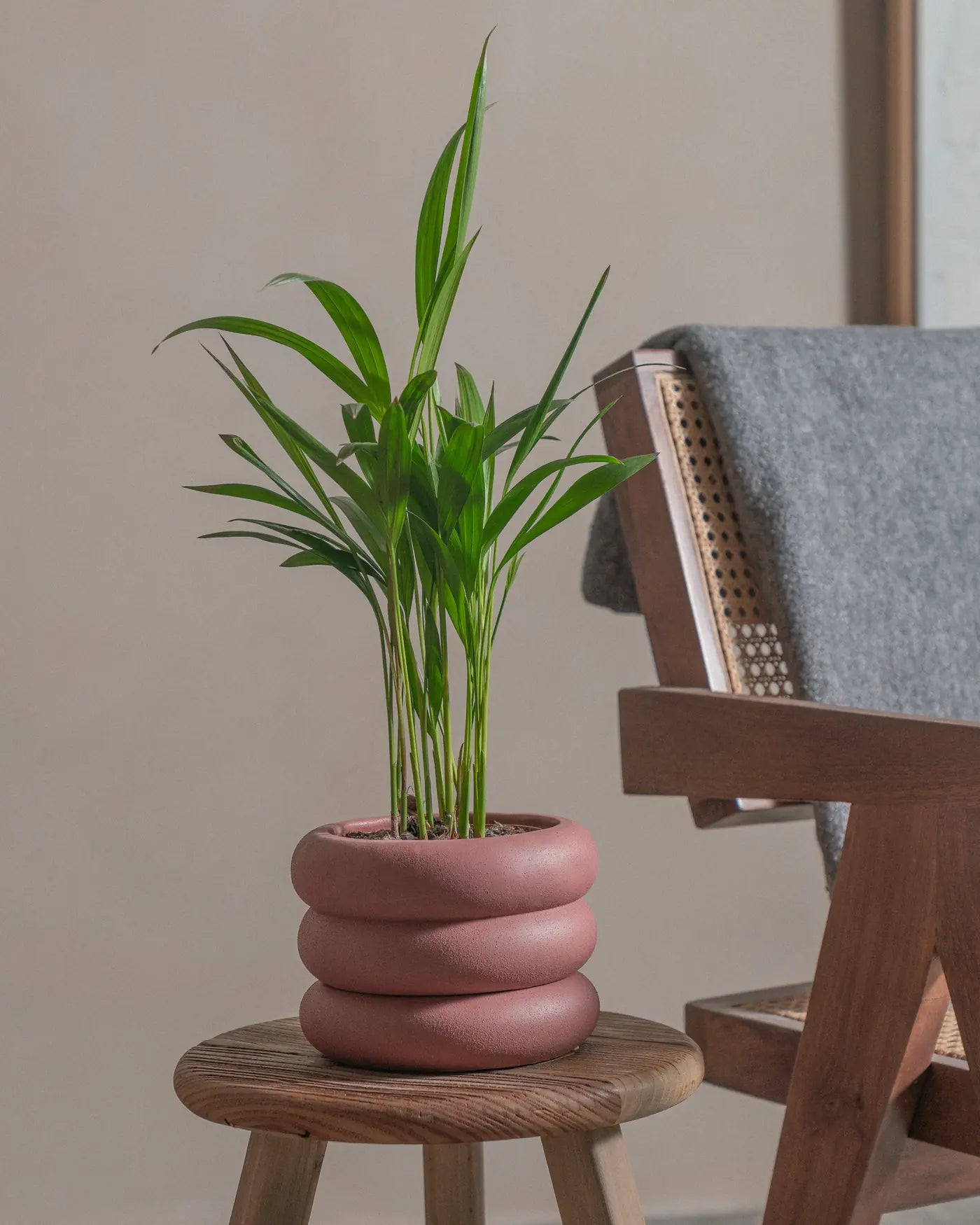 Areca-Palm-50cm-Meyer-Old-Red-Plntd-Lifestyle-21