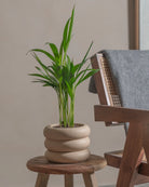 Areca-Palm-50cm-Meyer-Sand-Plntd-Lifestyle-23