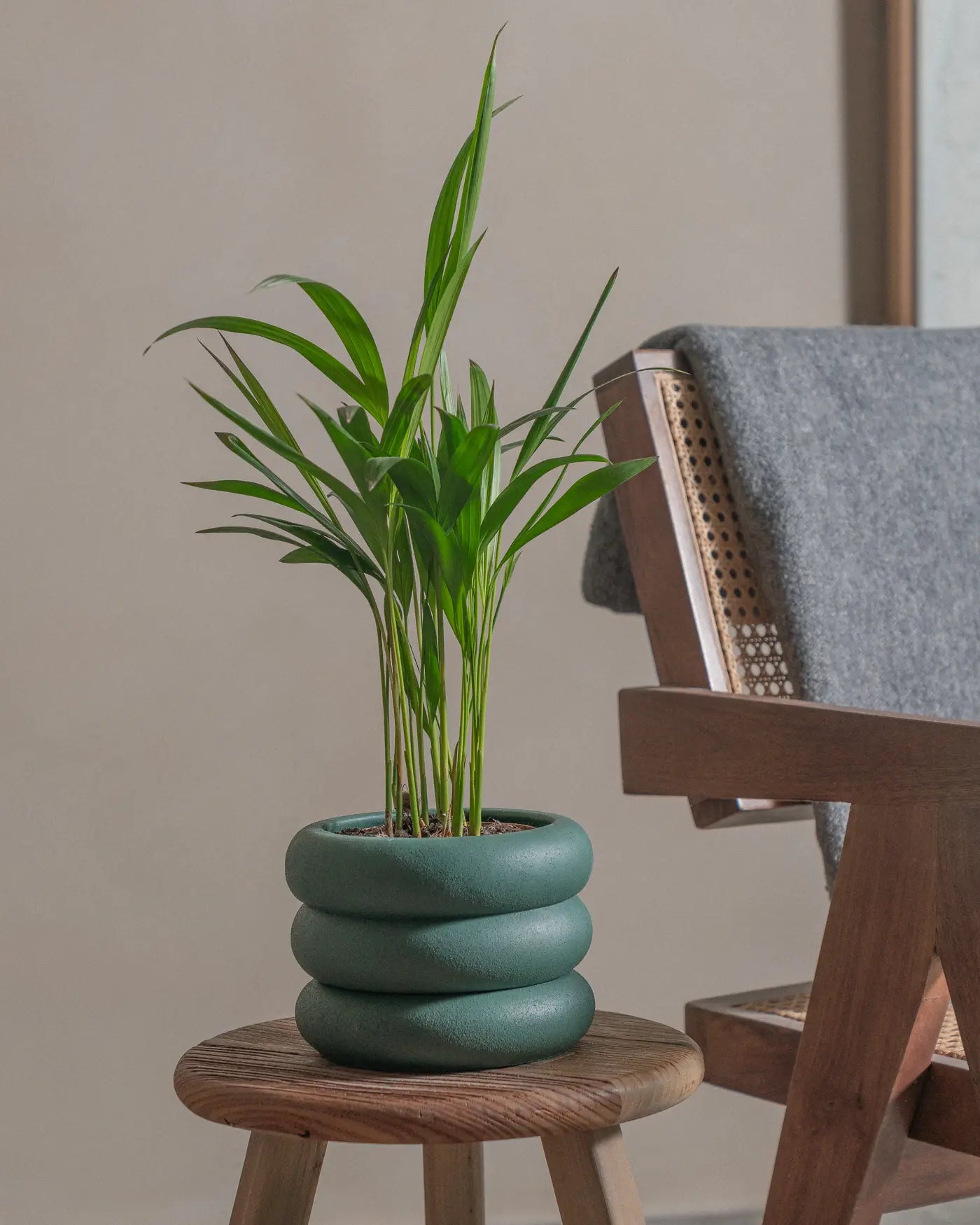 Areca-Palm-50cm-Meyer-Slate-Green-Plntd-Lifestyle-22