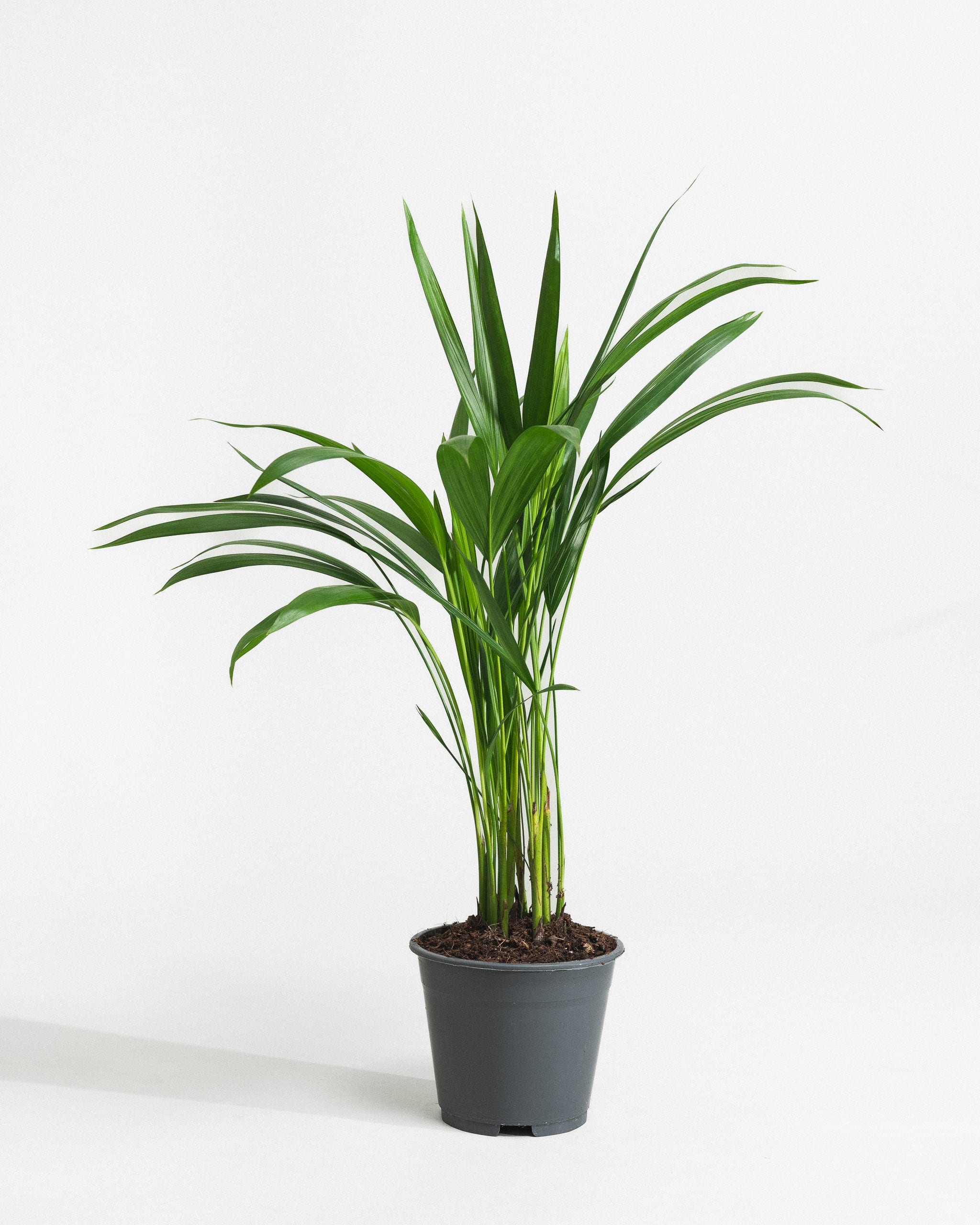Areca-Palm-50cm-Nursery-Pot-Nursery-Pot-Plntd-Seamless-22