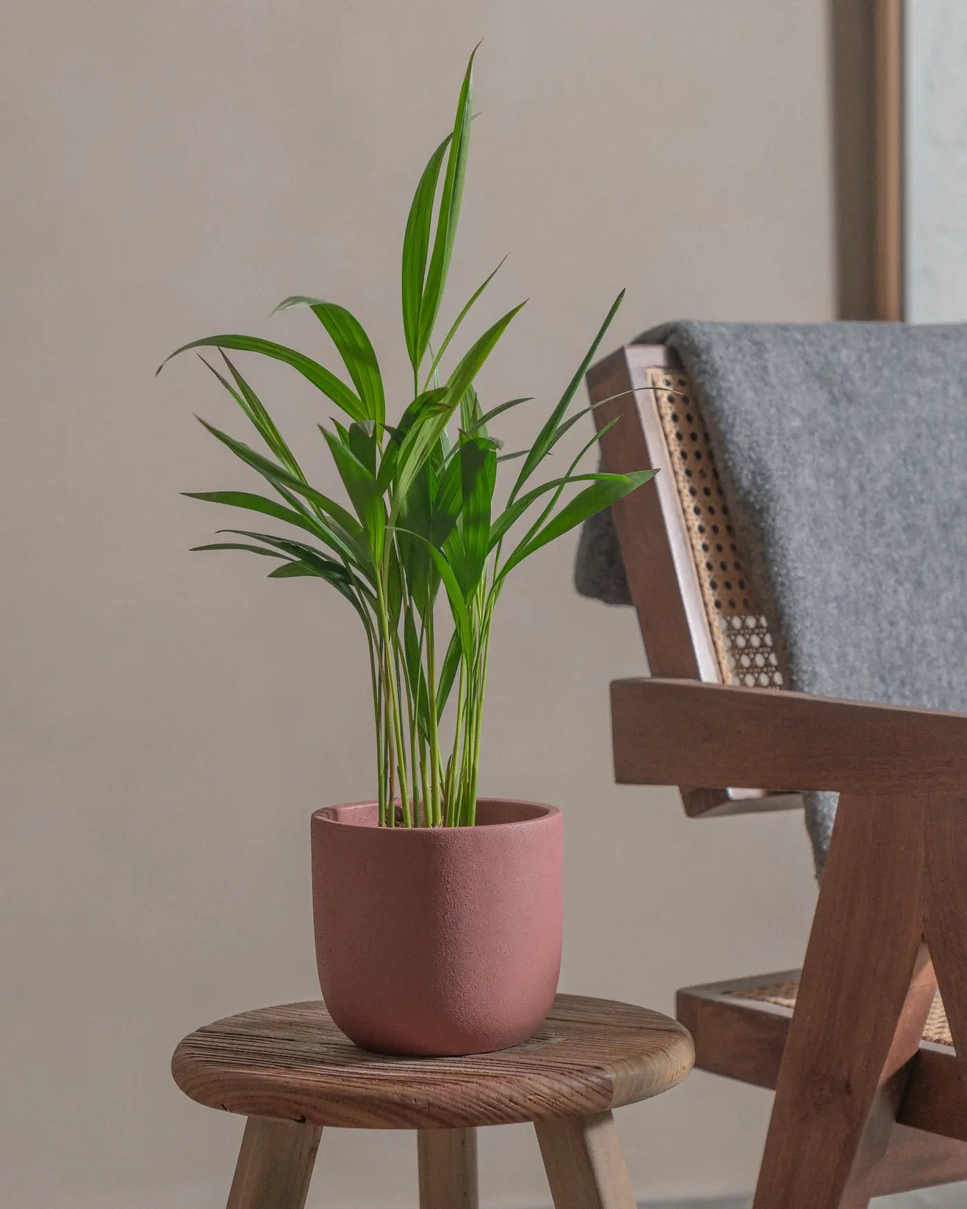 Areca-Palm-50cm-Round-Old-Red-Plntd-Lifestyle-11