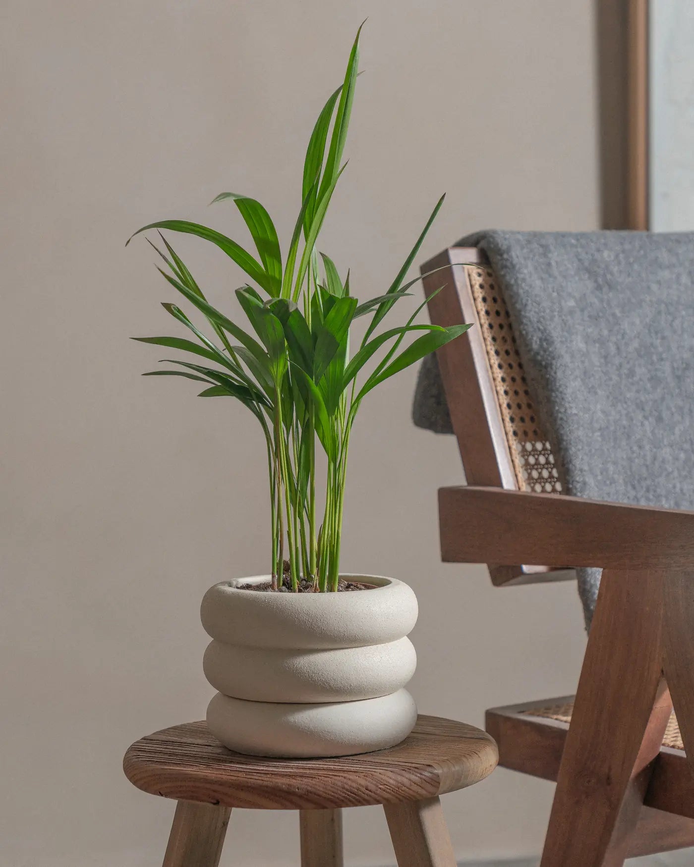 Areca-Palm-50cm-Runic-Chalk-White-Plntd-Lifestyle-19