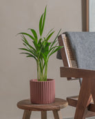 Areca-Palm-50cm-Runic-Old-Red-Plntd-Lifestyle-17