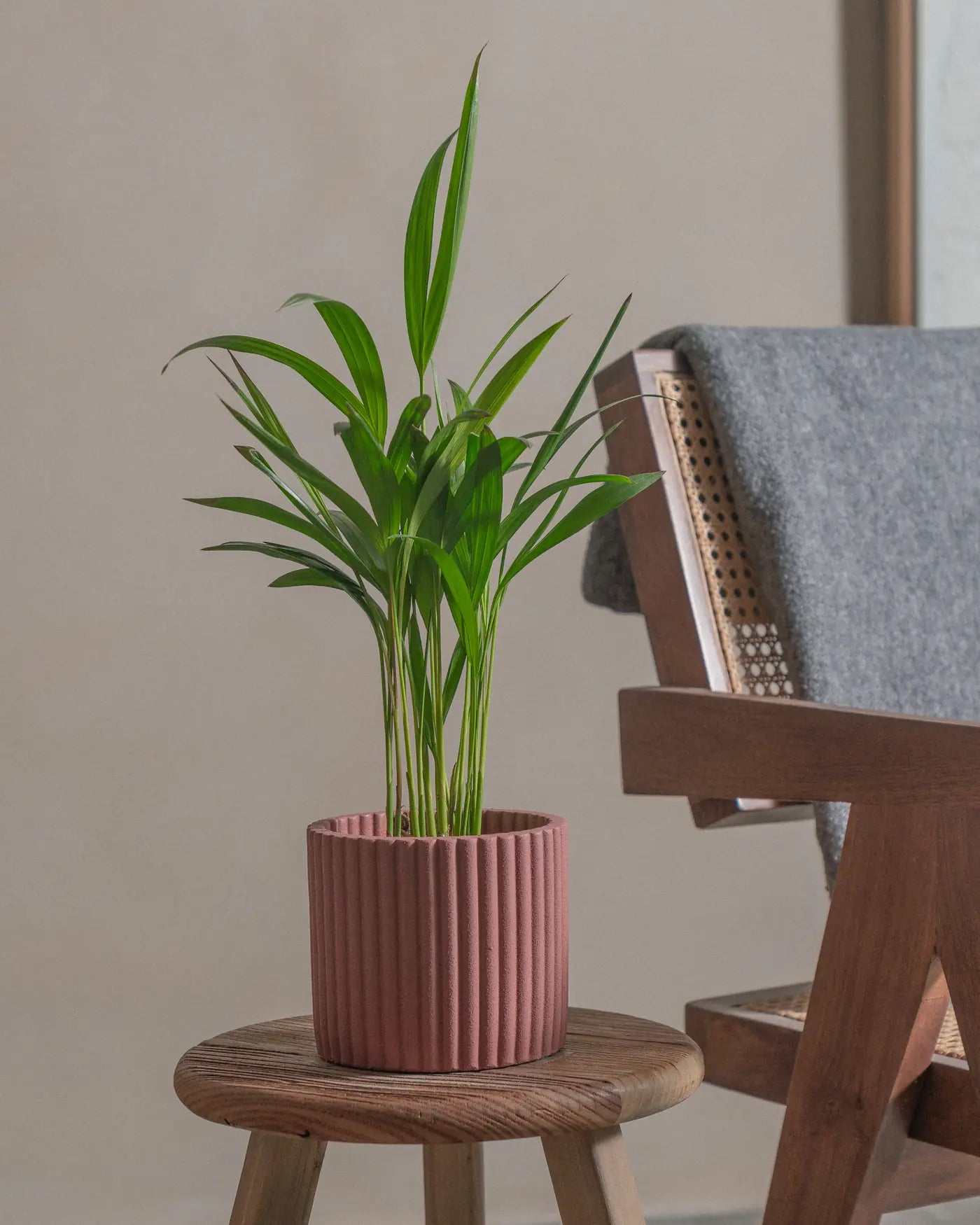 Areca-Palm-50cm-Runic-Old-Red-Plntd-Lifestyle-17