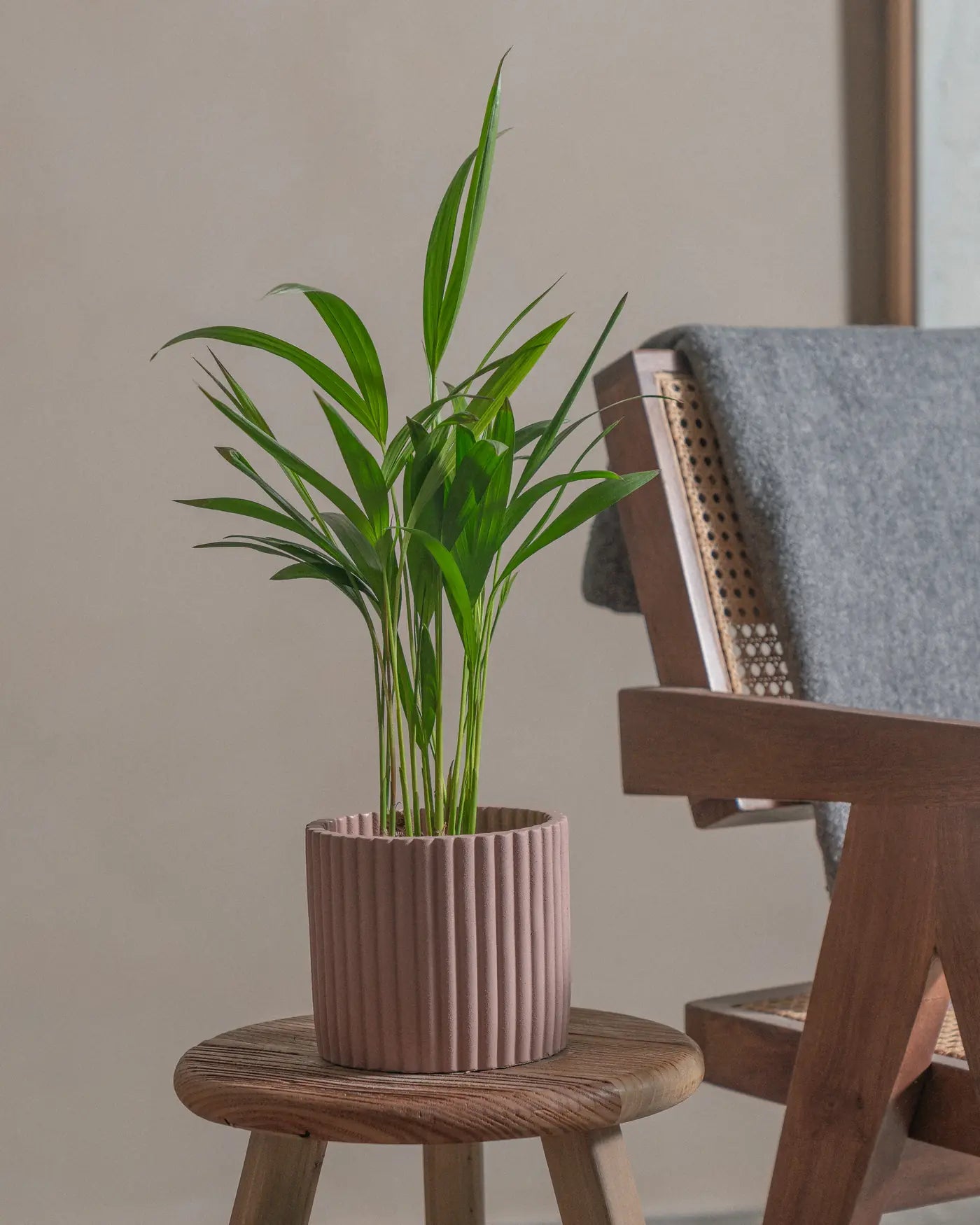 Areca-Palm-50cm-Runic-Rose-Pink-Plntd-Lifestyle-16