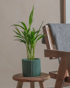 Areca-Palm-50cm-Runic-Slate-Green-Plntd-Lifestyle-18