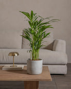 Areca-Palm-70cm-Circle-Cement-Grey-Plntd-Lifestyle-28