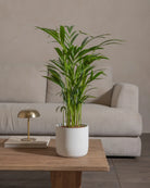 Areca-Palm-70cm-Circle-Chalk-White-Plntd-Lifestyle-26