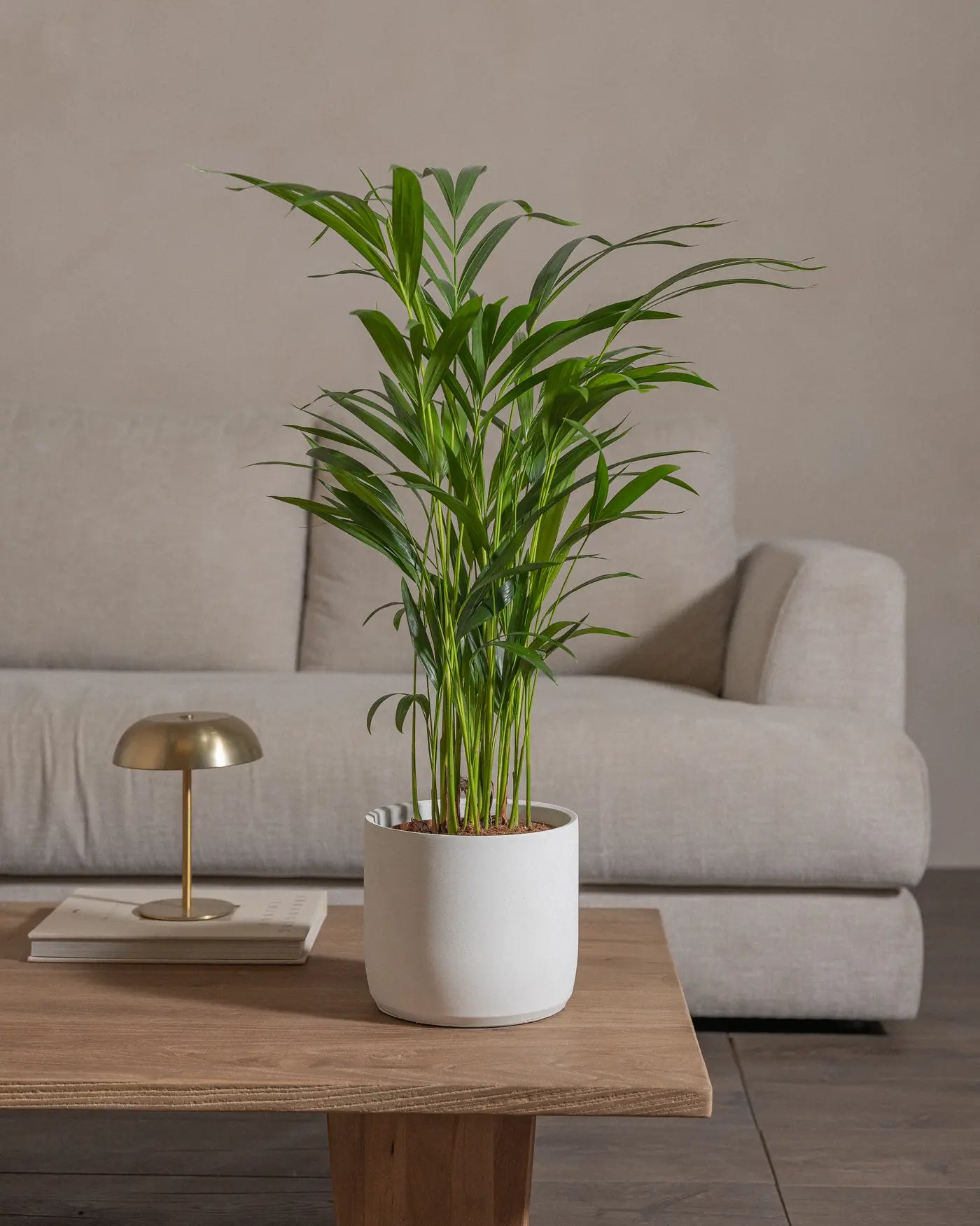 Areca-Palm-70cm-Circle-Chalk-White-Plntd-Lifestyle-26