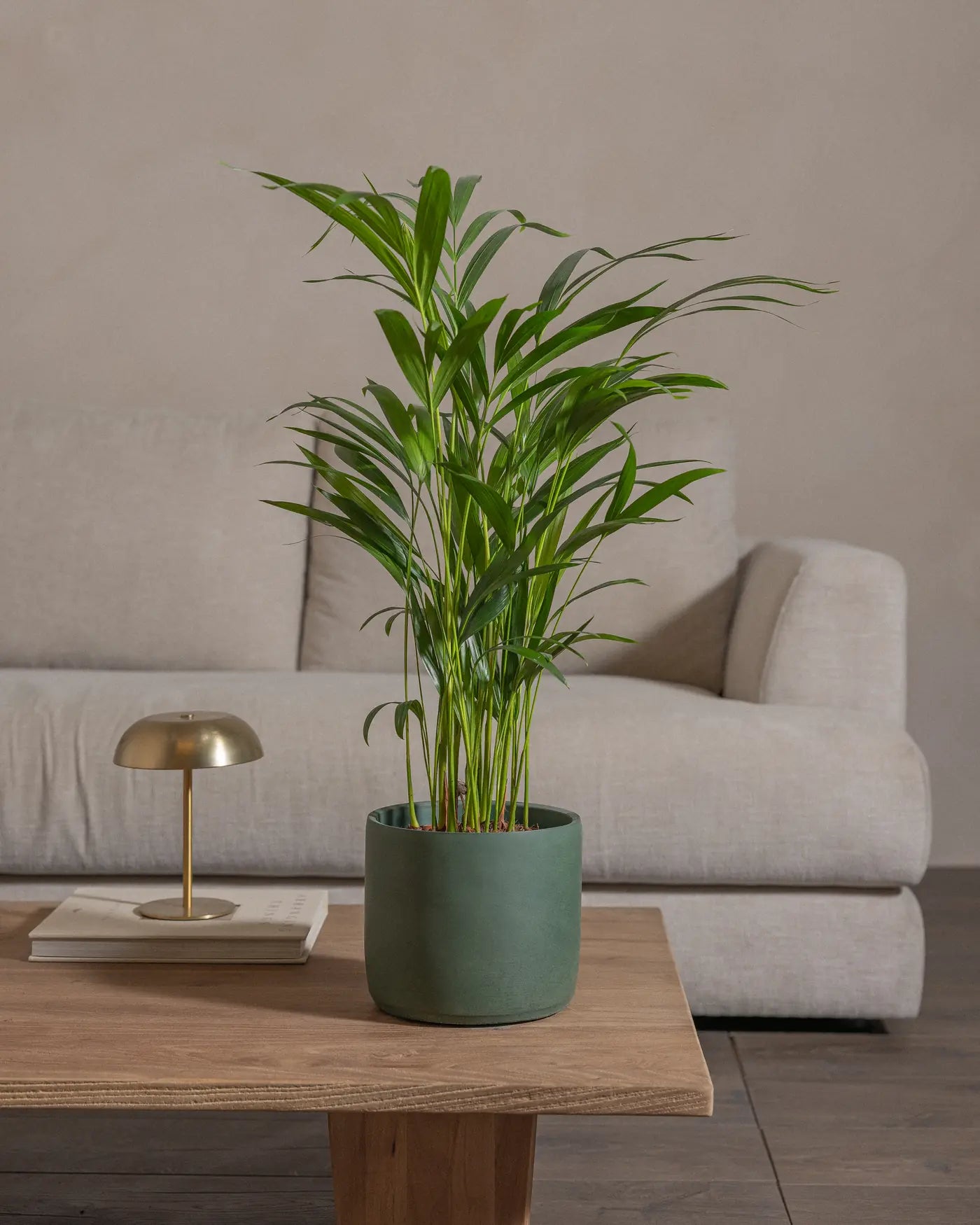 Areca-Palm-70cm-Circle-Olive-Green-Plntd-Lifestyle-30