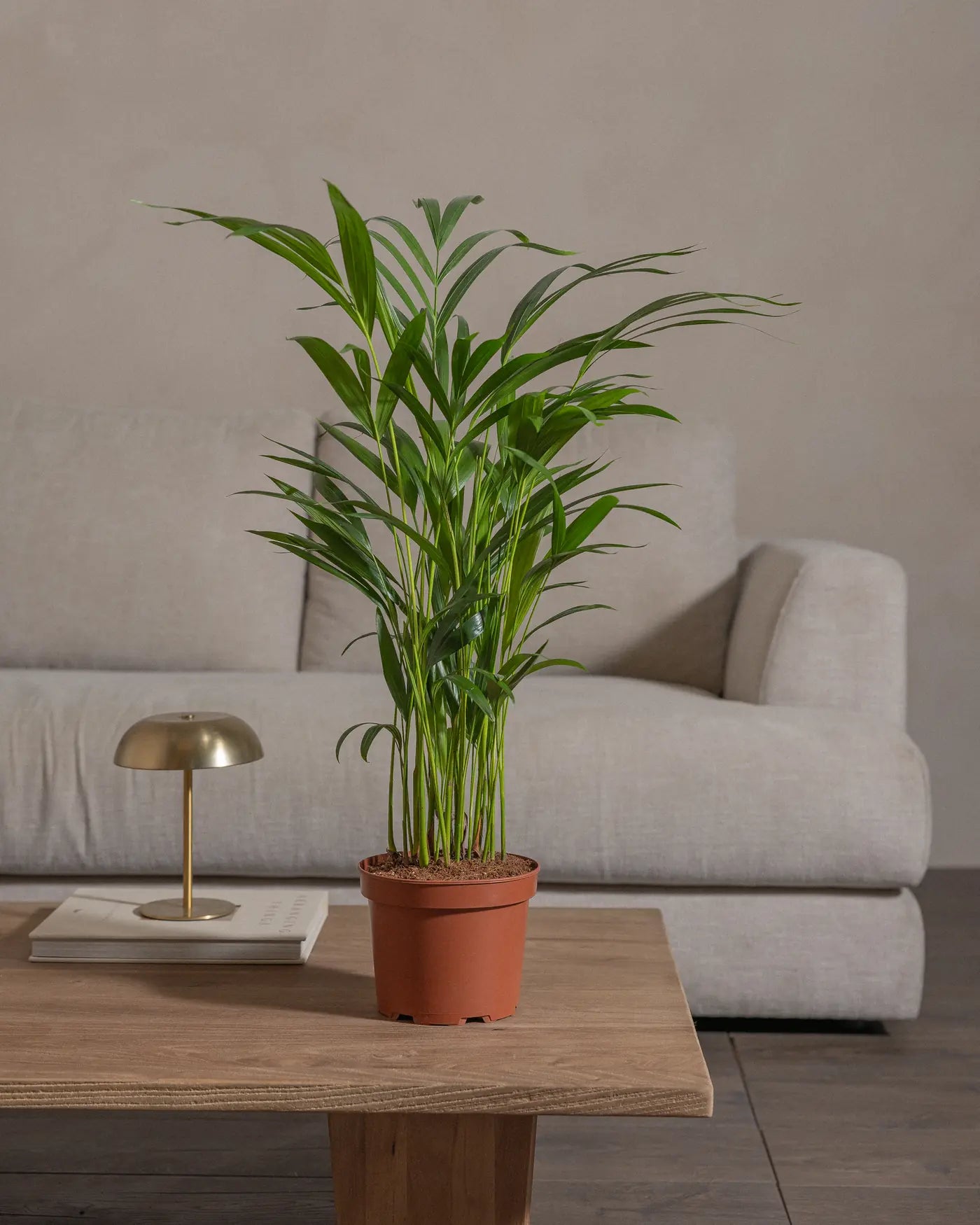 Areca-Palm-70cm-Nursery-Default-Plntd-Lifestyle-25