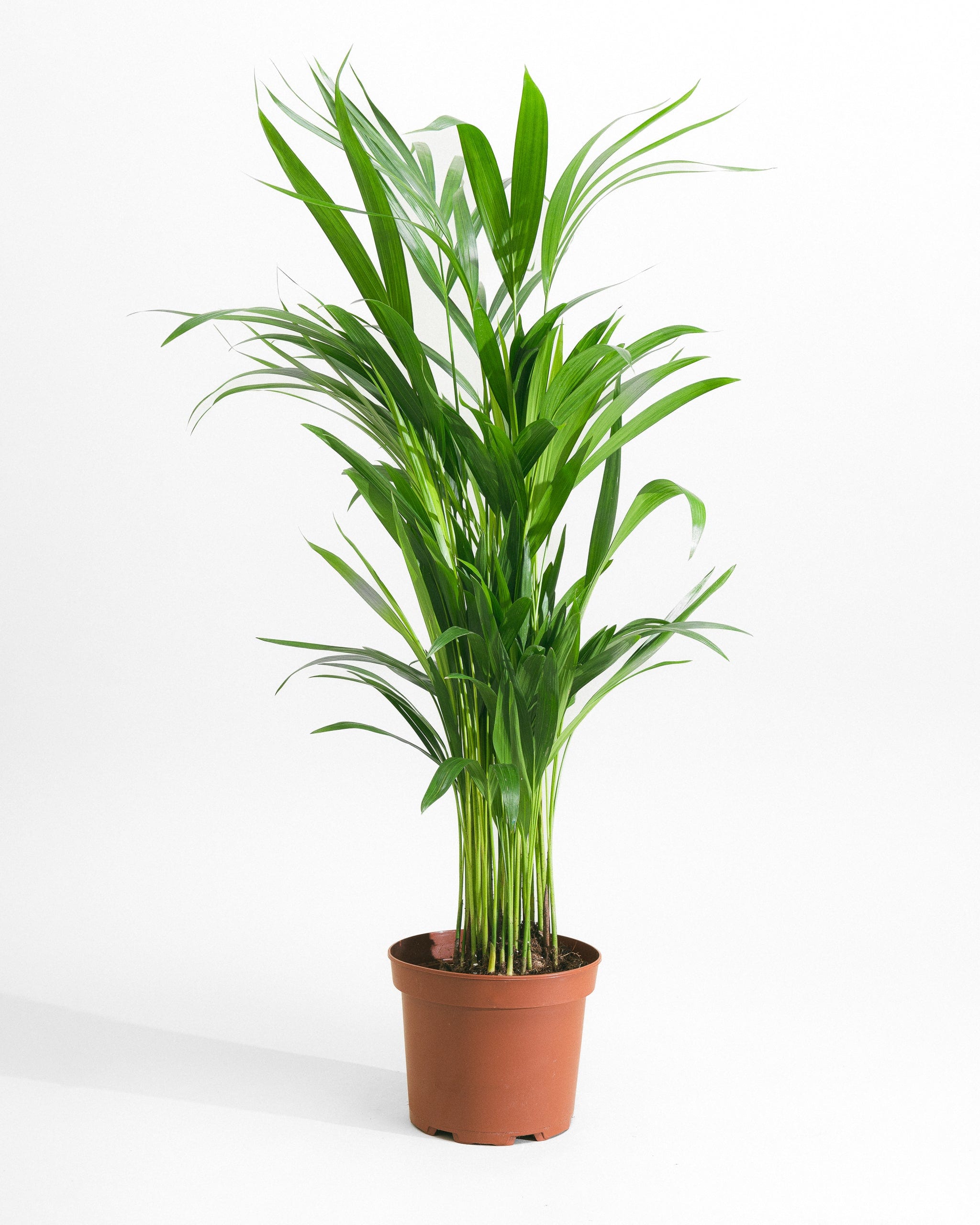 Areca-Palm-70cm-Nursery-Pot-Nursery-Pot-Plntd-Seamless-33