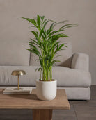 Areca-Palm-70cm-Round-Chalk-White-Plntd-Lifestyle-32