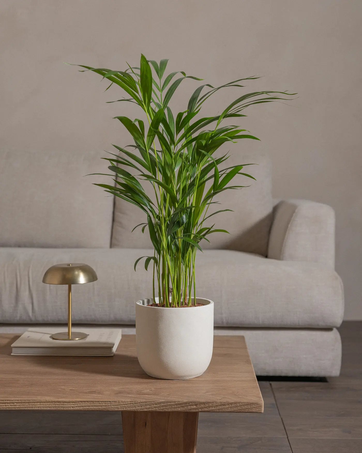 Areca-Palm-70cm-Round-Chalk-White-Plntd-Lifestyle-32