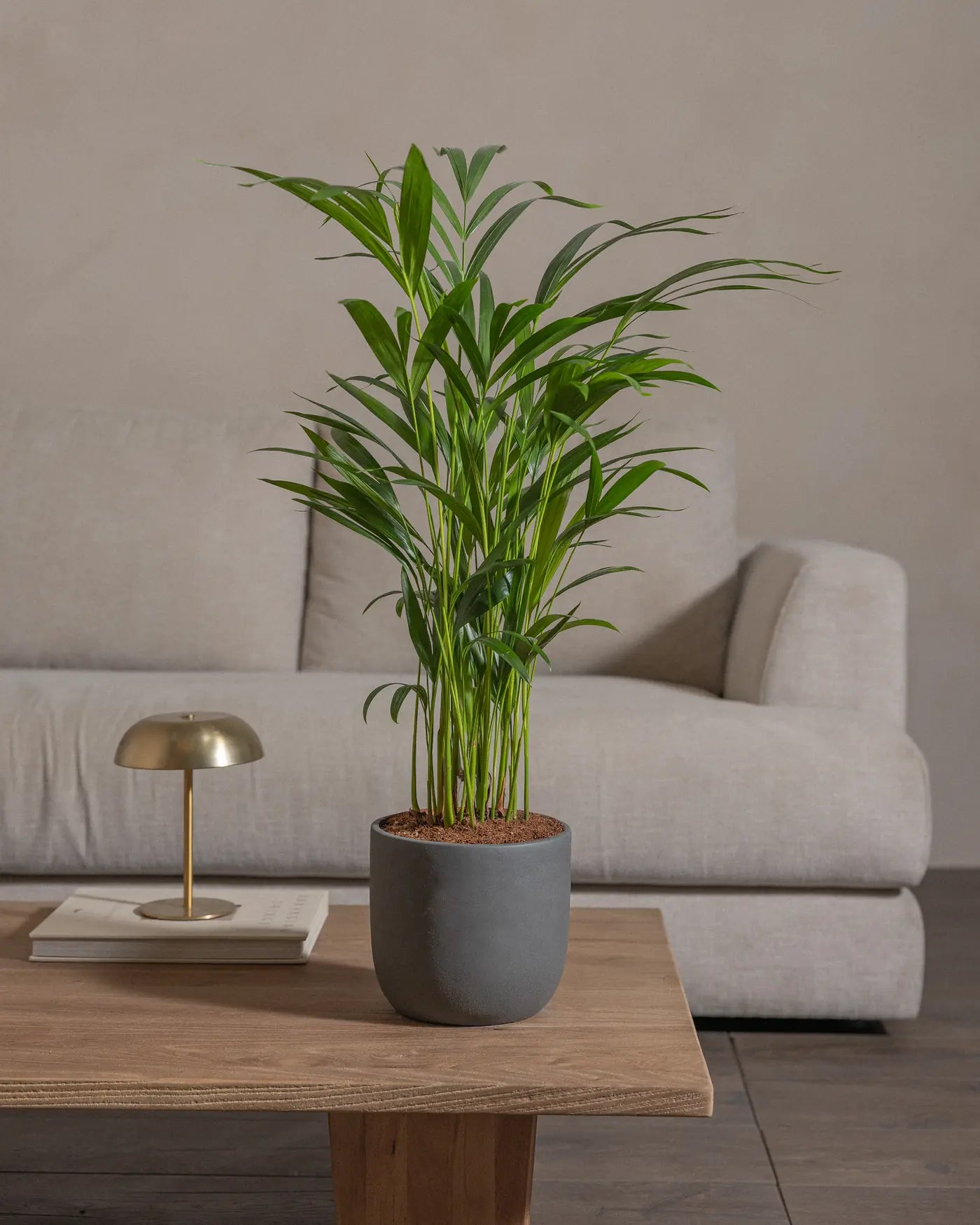 Areca-Palm-70cm-Round-Ember-Plntd-Lifestyle-37