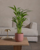 Areca-Palm-70cm-Round-Old-Red-Plntd-Lifestyle-34
