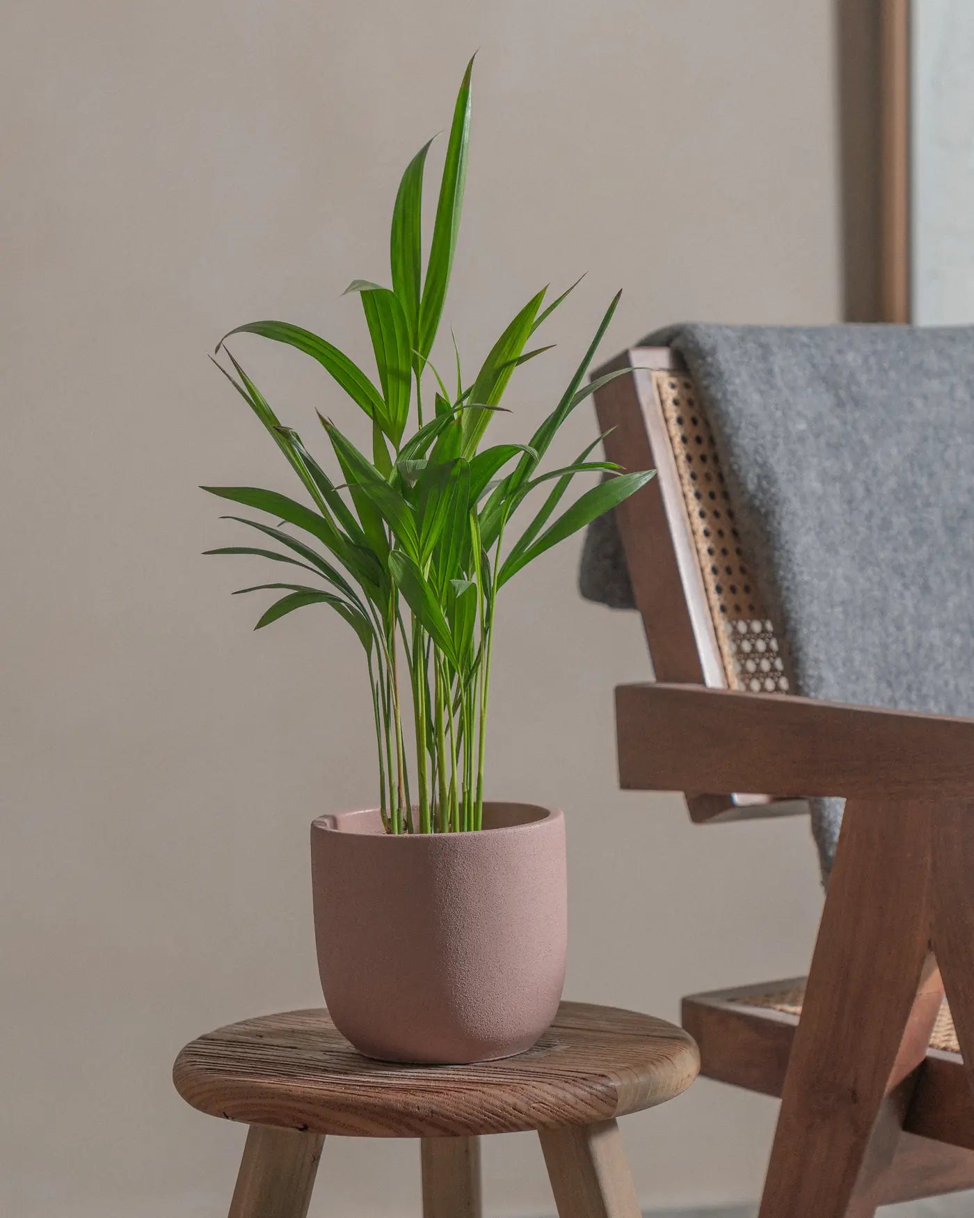 Areca-Palm-Plntd-Lifestyle-10