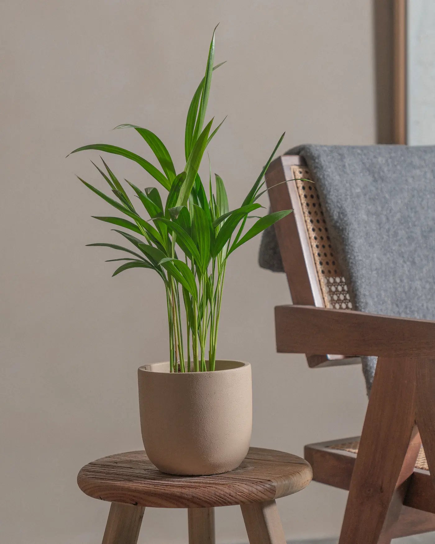 Areca-Palm-Plntd-Lifestyle-13