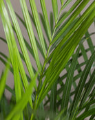Areca-Palm-Plntd-Macro-2_6ae03fc0