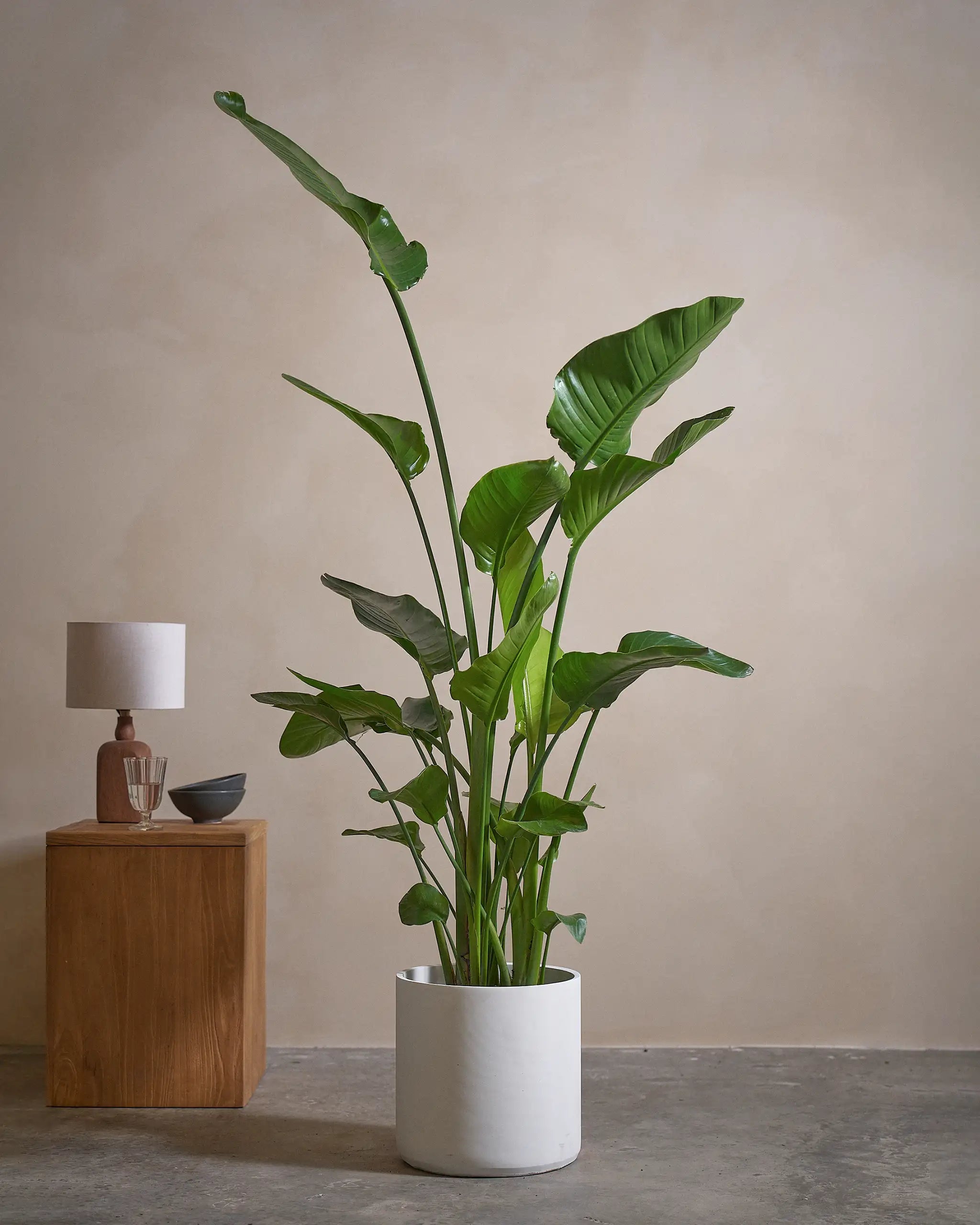 Bird-of-Paradise-150cm-Circle-Chalk-White-Plntd-Lifestyle