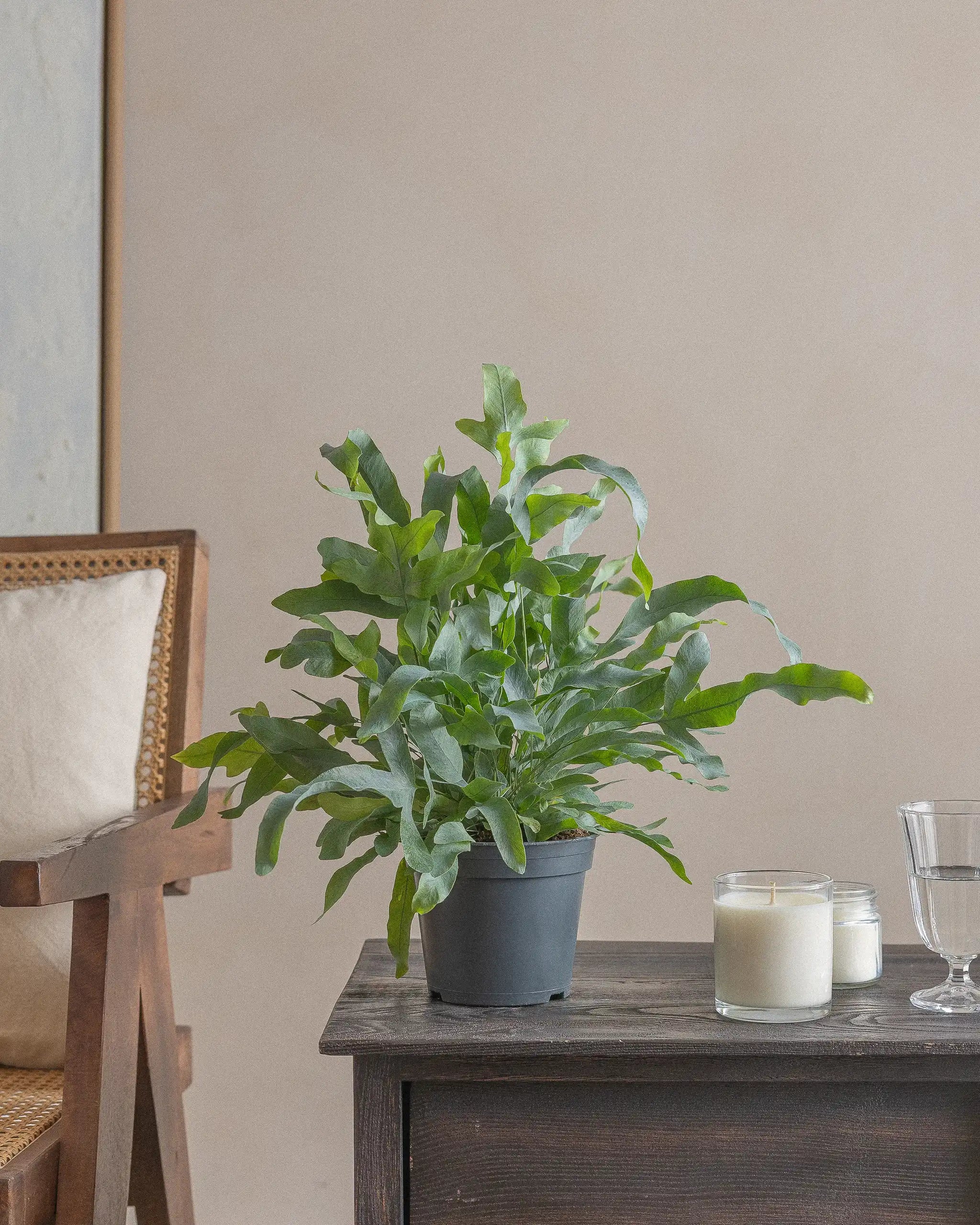 Blue-Fern-40cm-Nursery-Default-Plntd-Lifestyle