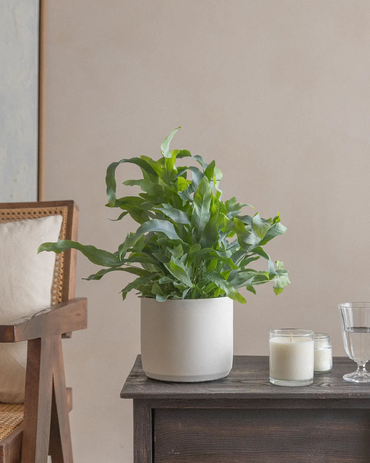 Blue-Fern-Plntd-Lifestyle