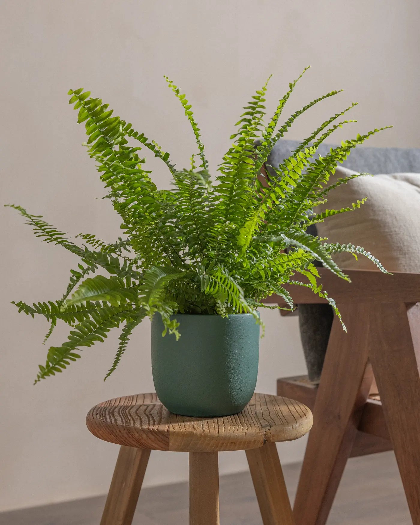 Boston-Fern-Plntd-Lifestyle-10