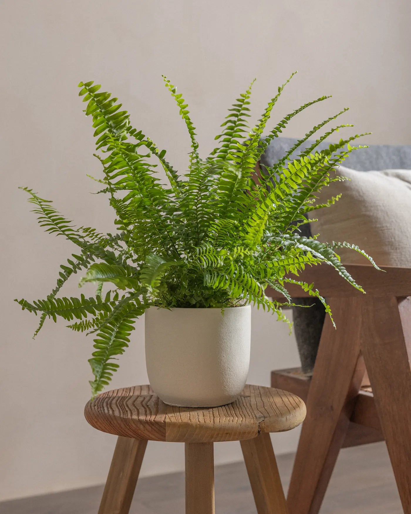 Boston-Fern-Plntd-Lifestyle-7