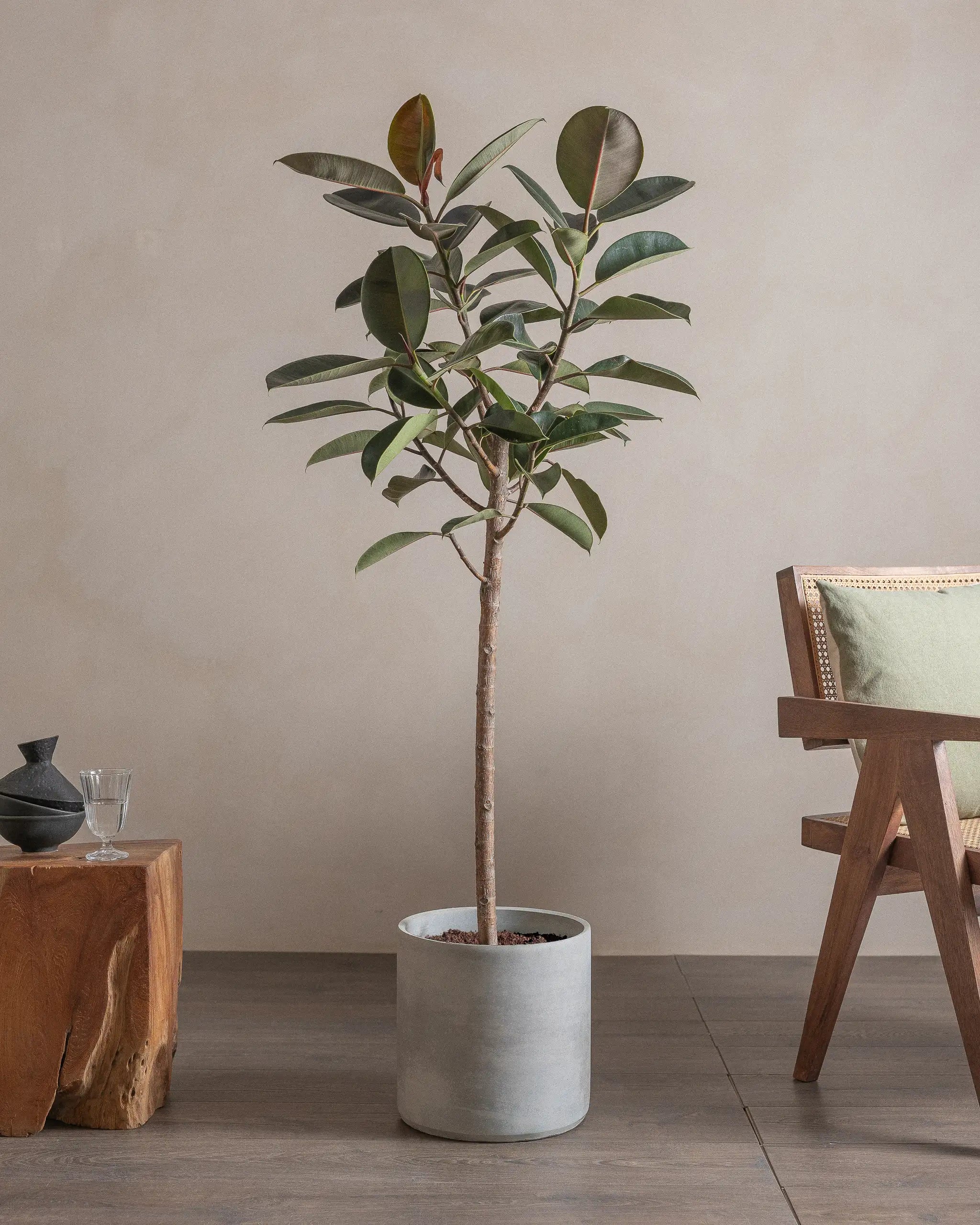 Branched-Rubber-Tree-150cm-Circle-Cement-Grey-Plntd-Lifestyle-4